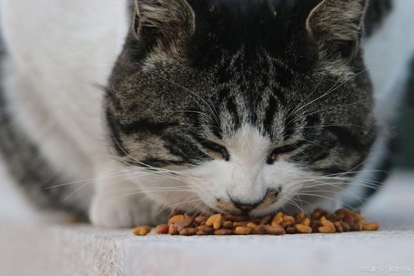 小猫咪拉肚子吃什么食物好 小猫咪拉肚子吃什么食物好得快