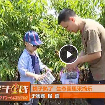 大红袍水蜜桃属于什么茶 大红袍水蜜桃味道属于甜香吗