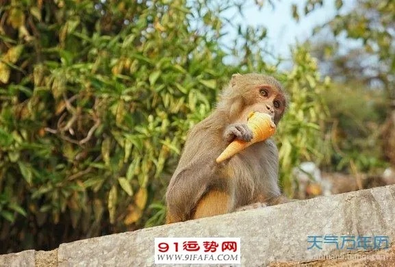 十二生肖猴与猴配对好不好 十二生肖猴与猴配对好不好呢
