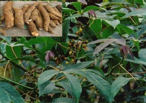 木薯又名是什么东西 木薯是什么植物,长在哪里?