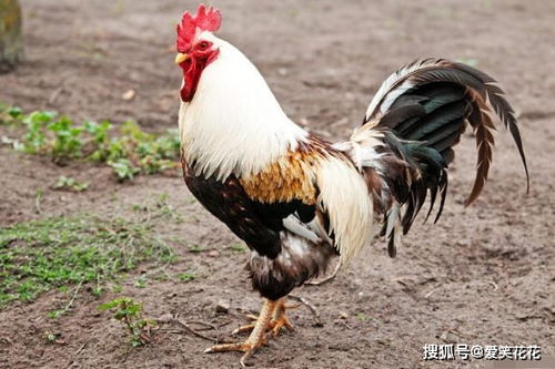 属鸡与十二生肖男配对如何 属鸡与十二生肖男配对如何呢