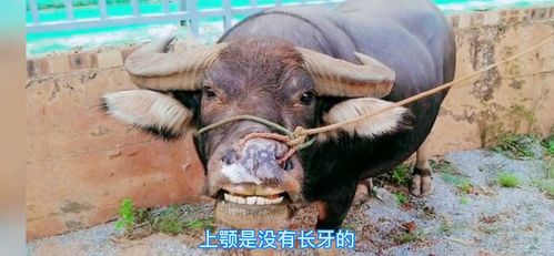 木薯牛是什么东西 木薯牛是什么东西图片