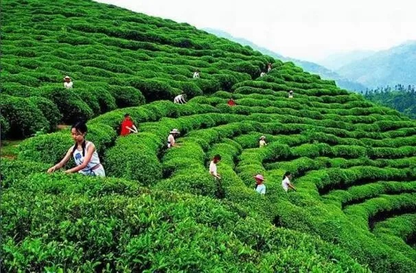 江西临江茶叶品牌全解析，藏在赣鄱大地的茶香密码