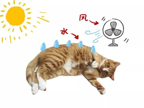 猫咪夏日消暑指南，全网最全降温玩具推荐+避坑攻略
