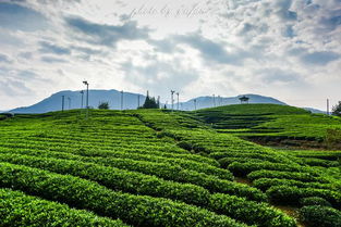 松阳茶香里的山水故事，解码中国最美茶叶品牌的生态密码