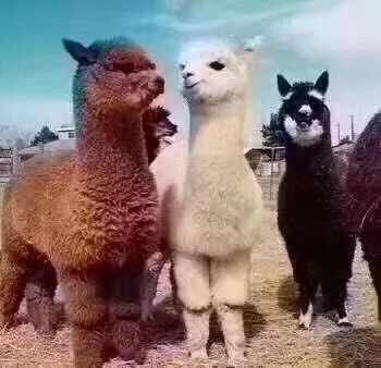 羊小咩便荔卡提现群，真的能提现吗？揭秘背后的陷阱！